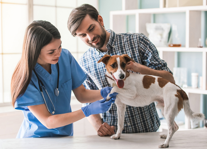 Tierarzt Jobs