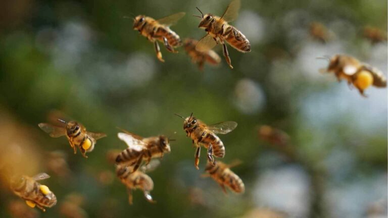 Bienenpatenschaft