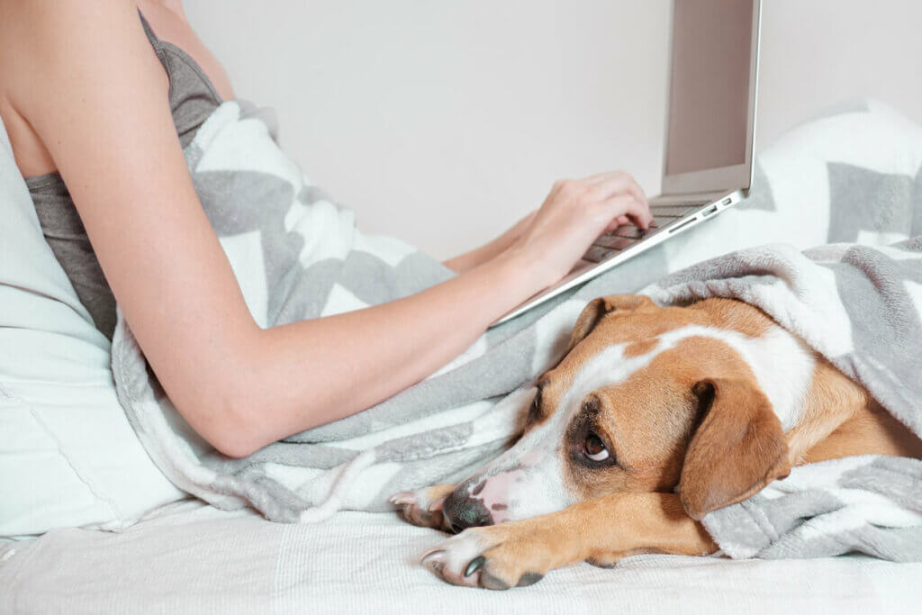 Frau arbeitet im Bett mit Hund krank zu Hause