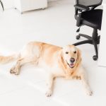 Bürohund