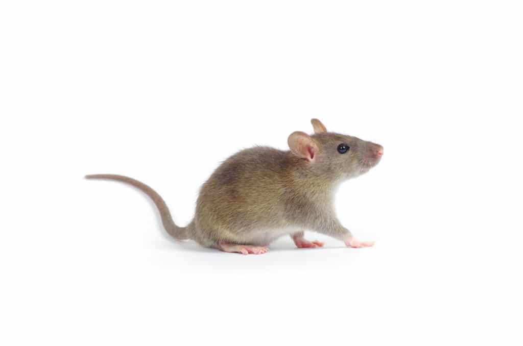 Kammerjäger müssen damit umgehen können, dass sie Mäuse und Ratten töten müssen