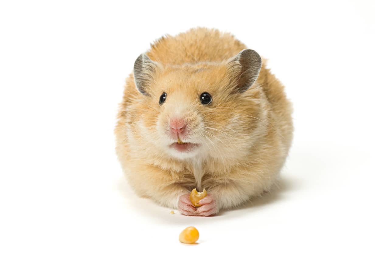 Hamster knabbert Maiskorn - Haustier für Berufstätige