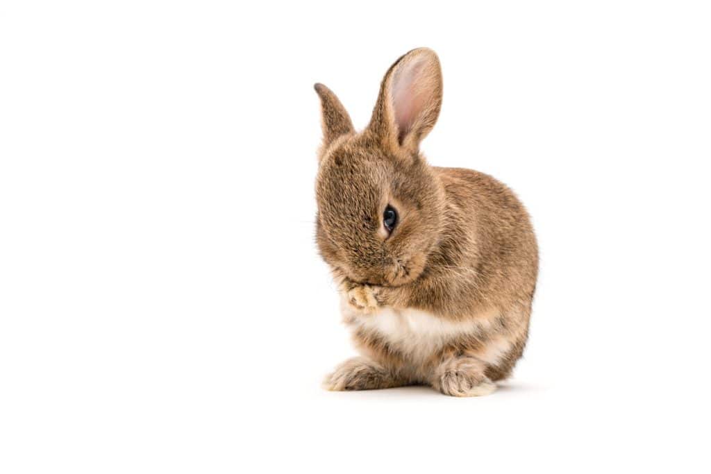 Kaninchen als Haustier