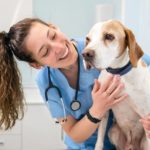 Eine lächelnde, angehende Tiermedizinische Fachangestellte streichelt einen Hund in ihrer Ausbildung