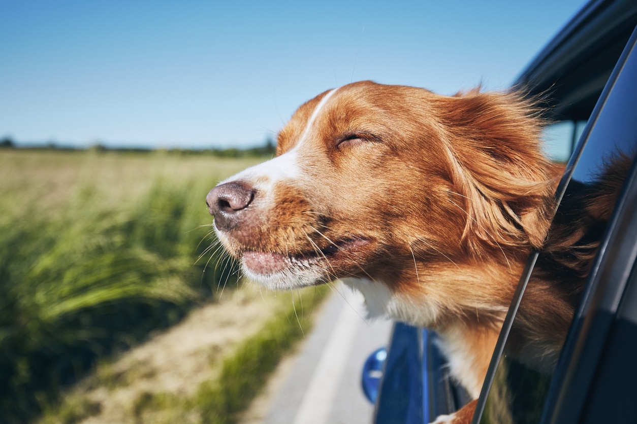 Hund guckt während Fahrt aus dem Autofenster und genießt die Sonne