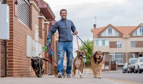 Mann führt als Hundesitter im Aushilfsjob fünf Hunde durch die Straßen Gassi