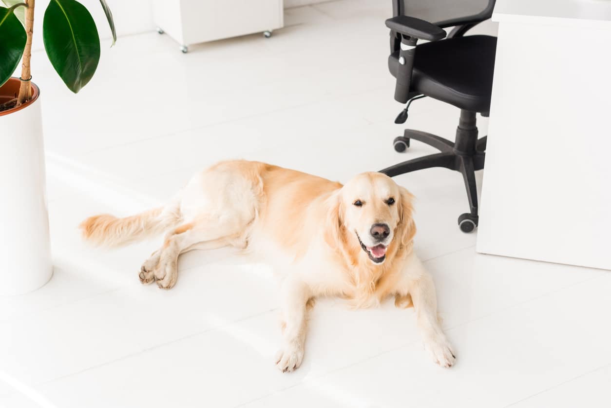 Hunde Im Büro So Sind Mensch Und Tier Zufrieden Karriere